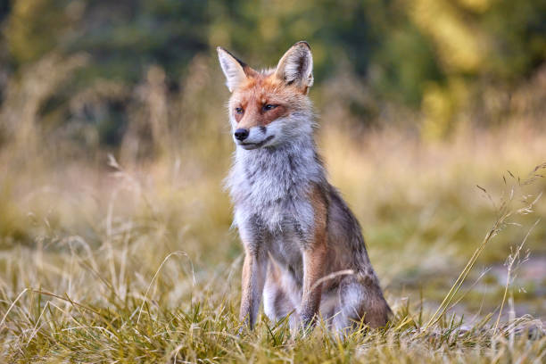istock Red Fox on blurred background in natural habitat (Vulpes vulpes). 1653379117