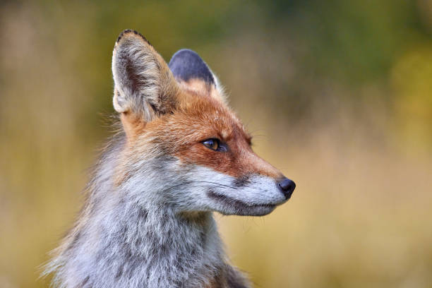 istock Red Fox on blurred background in natural habitat (Vulpes vulpes). 1653379135