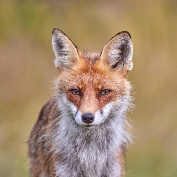 istock Red Fox on blurred background in natural habitat (Vulpes vulpes). 1653379150
