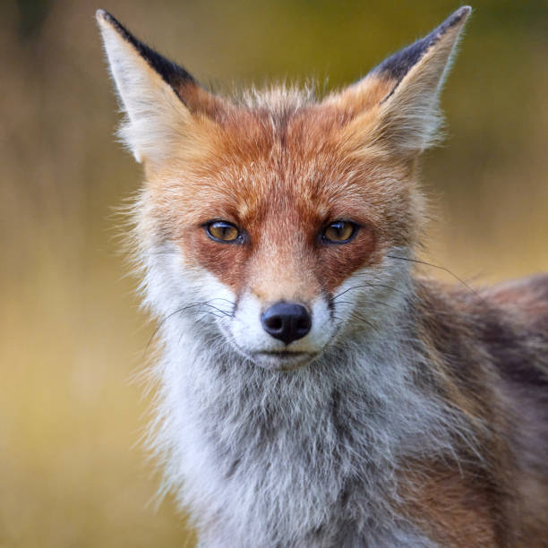 istock Red Fox on blurred background in natural habitat (Vulpes vulpes). 1653379668