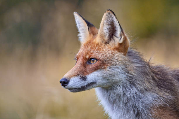 istock Red Fox on blurred background in natural habitat (Vulpes vulpes). 1653379672