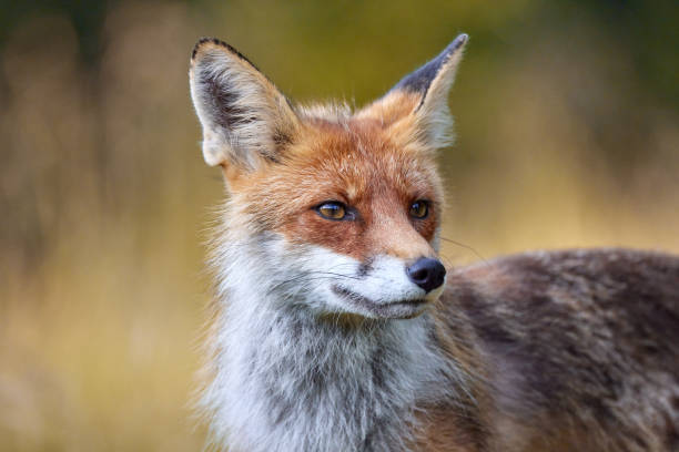 istock Red Fox on blurred background in natural habitat (Vulpes vulpes). 1653379674
