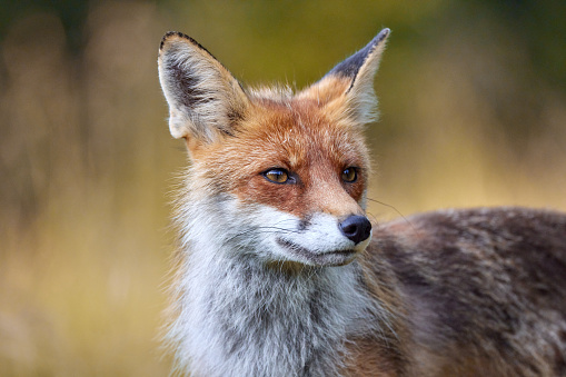 Red Fox on blurred background in natural habitat (Vulpes vulpes)