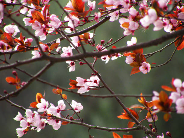 istock Spring, group of pink cherry blossoms 1653389501