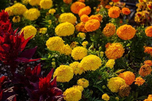 Mixed-colored, earthy, vibrant, bright marigolds.