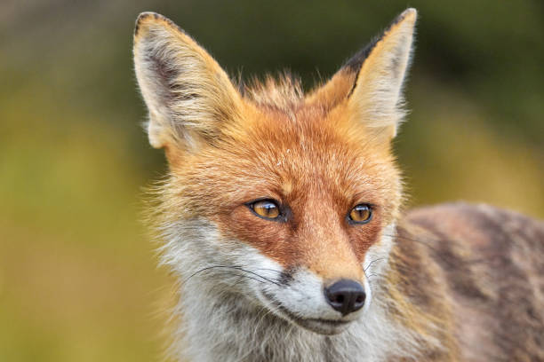 istock Red Fox on blurred background in natural habitat (Vulpes vulpes). 1653405419