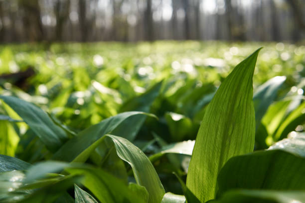 Wild garlic or Allium ursinum plant growing outdoors in the forest in springtime
