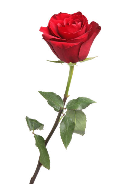 istock Beautiful fresh red rose isolated on white 1653417620