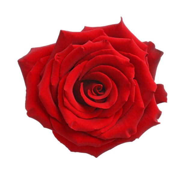 istock Beautiful fresh red rose isolated on white 1653418130