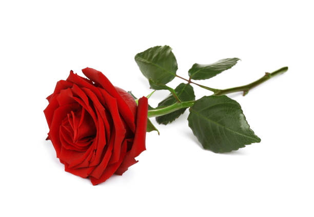 istock Beautiful fresh red rose isolated on white 1653418132