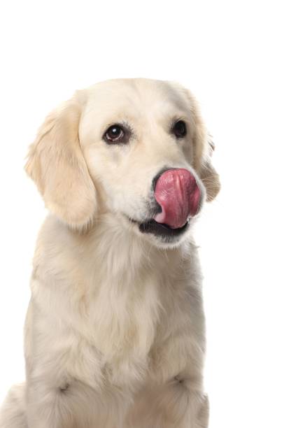 istock Cute Labrador Retriever showing tongue on white background 1653418149