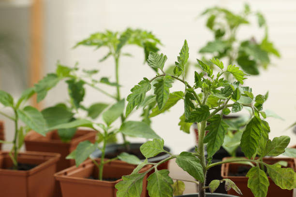 istock Seedlings growing in plastic containers with soil on blurred background, closeup 1653418692