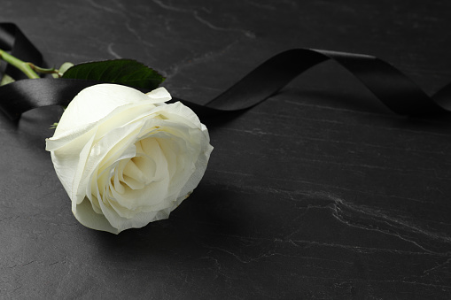 Beautiful blooming White Eden rose flower set against black background