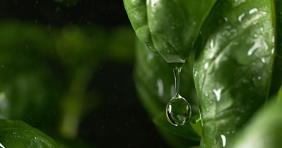 Rain falling Basilisk, Ocimum basilicum, Normandy