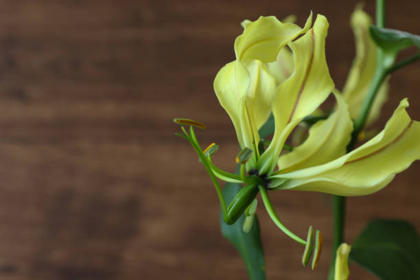 istock Yellow  Gloriosa isolated on a wooden background. 1653437898