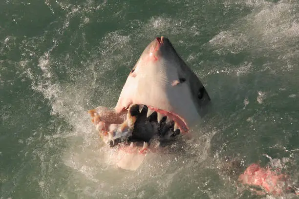 great white shark, Carcharodon carcharias, taking the bait, Mossel Bay, South Africa