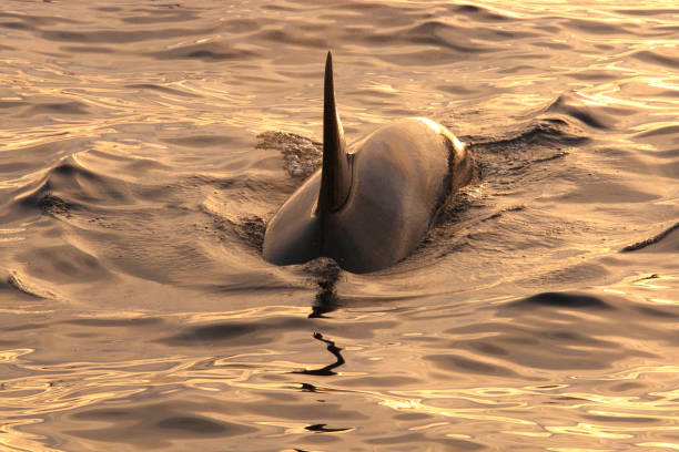 istock orca or killer whale, Orcinus orca, encountered off Skjervoy, Norway 1653441570