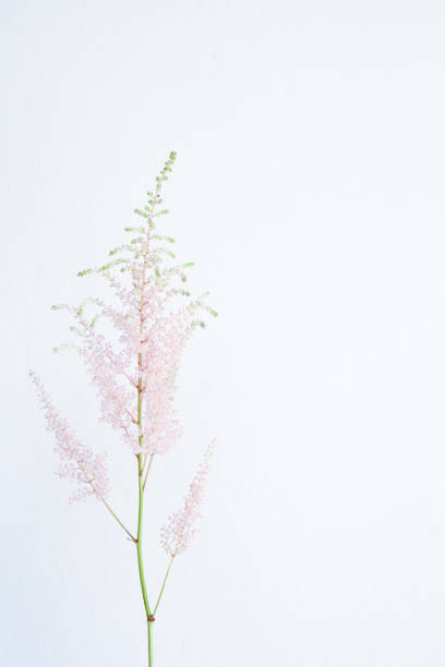 A single stem of a soft pink astilbe isolated on a white background with soft shadow.