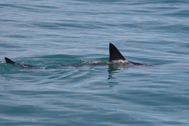 istock great white shark, Carcharodon carcharias, Gansbaai, South Africa 1653444740