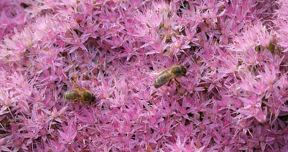 European Honey Bee, apis mellifera, Adult Collecting nectar from Flower