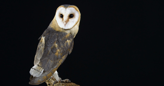 Barn Owl, tyto alba, Adult against Black Background, Normandy in France