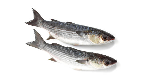 istock Mullet, chelon labrosus, Fresh Fishes against White Background 1653478023