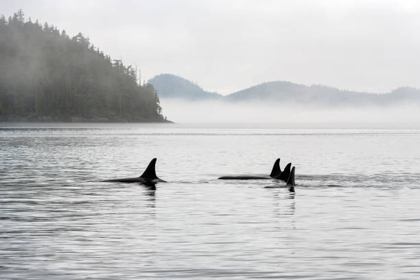 istock Orca Family,  Telegraph Cove, Canada 1653499827