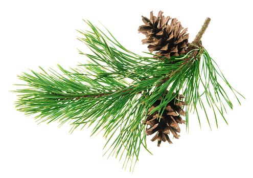 Twig pine with cone on a white background