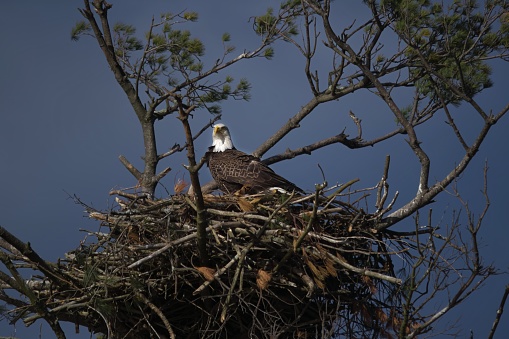 a pair of Eagles feed there chicks at their nest on Quake Lake in southern Montana