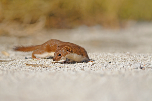 An animal in search of prey. Least Weasel, Mustela nivalis