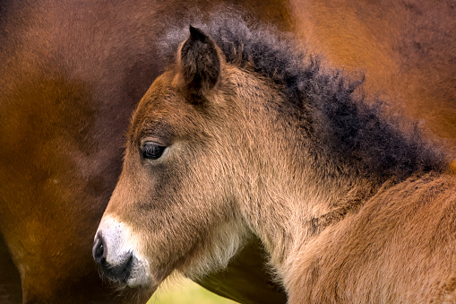 Portrait of a cute white/brown/dun/chestnut Icelandic horse foal in the meadow near its mother