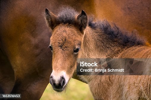istock Portrait of a cute white/brown/dun/chestnut Icelandic horse foal in the meadow near its mother 1653516453