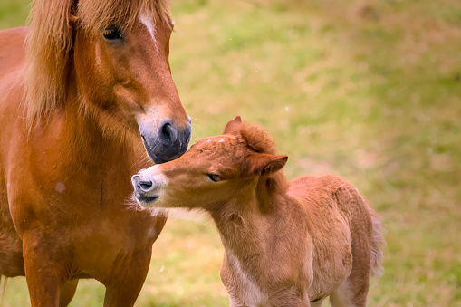 Newborn horse and mother