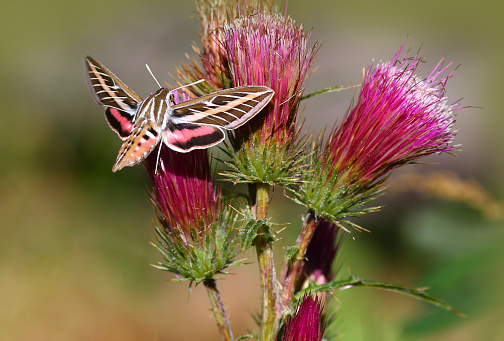 Moth Flying Near an Anderson's Thistle