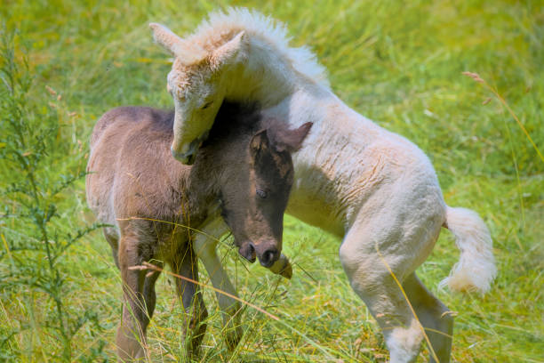 two lovely icelandic foals are playing together