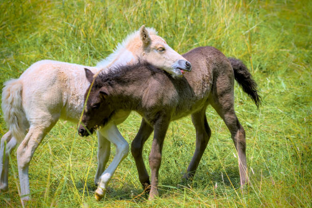 two lovely icelandic foals are playing together