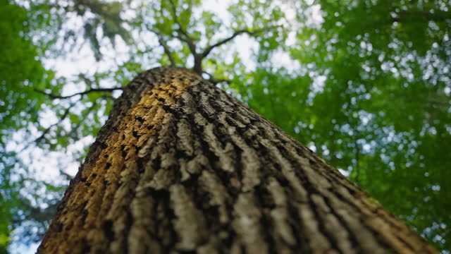 SLO MO Directly Below shot of Tall Tree Forming Canopy in Forest Exploring Nature