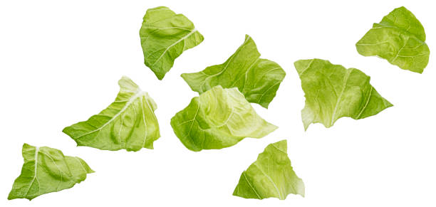 istock Chopped Iceberg lettuce leaves isolated on white background 1653561318