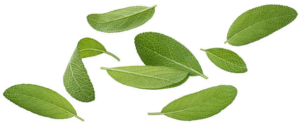 istock Falling sage leaves isolated on white background, full depth of field 1653562383