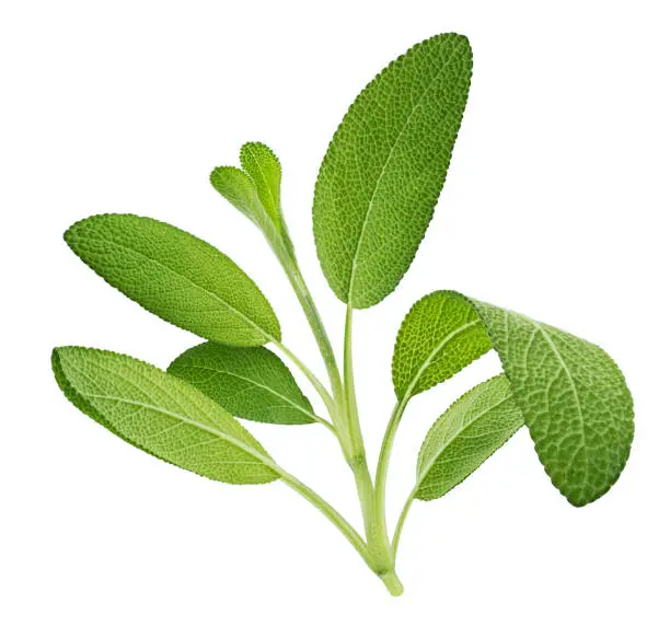 Sage herb twig isolated on white background with clipping path, salvia officinalis leaves, full depth of field