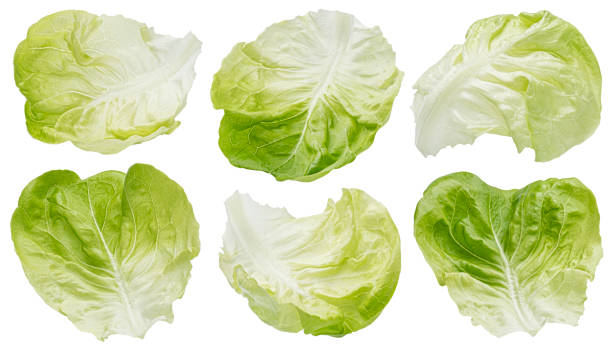 istock Iceberg lettuce leaves isolated on white background 1653565554