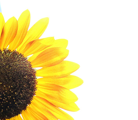 part of a yellow sunflower with space for text