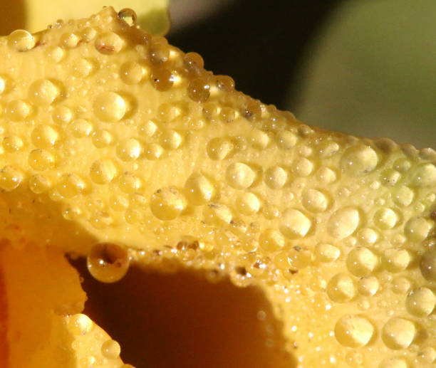 Close-up of water drops on yellow rose petal