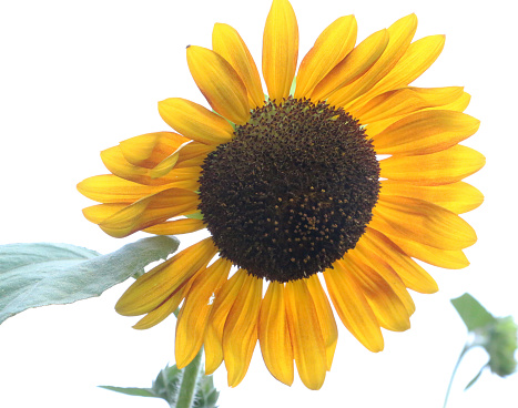 yellow sunflower with a white background