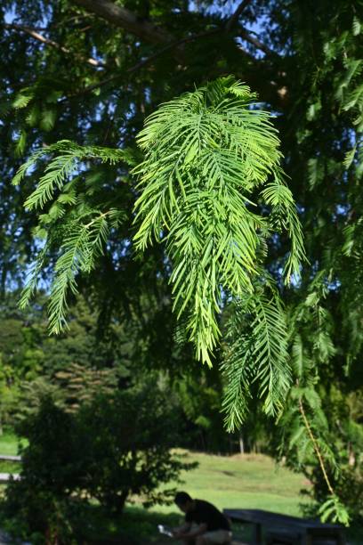 istock Metasequoia glyptostroboides ( Dawn redwood ) tree. 1653577587