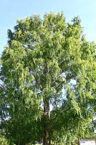 Metasequoia glyptostroboides ( Dawn redwood ) tree. Cupressaceae deciduous conifer. It is called a 'living fossil' and is used as a park tree or roadside tree due to its beautiful shape