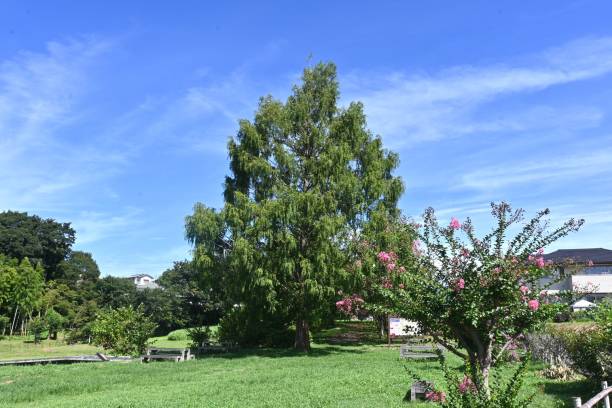 istock Metasequoia glyptostroboides ( Dawn redwood ) tree. 1653578099
