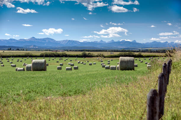 istock Hay field with mountains and sunny day with light clouds 1653597770