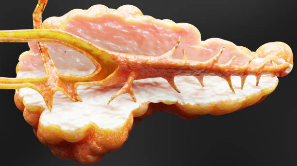 istock Human Pancreas Anatomy, 3D reander 1653616083