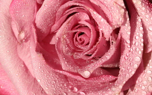 a soft pink rose with water droplets